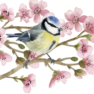 Oiseau Printemps